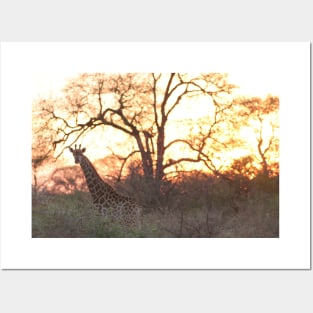 Giraffe sunset Posters and Art